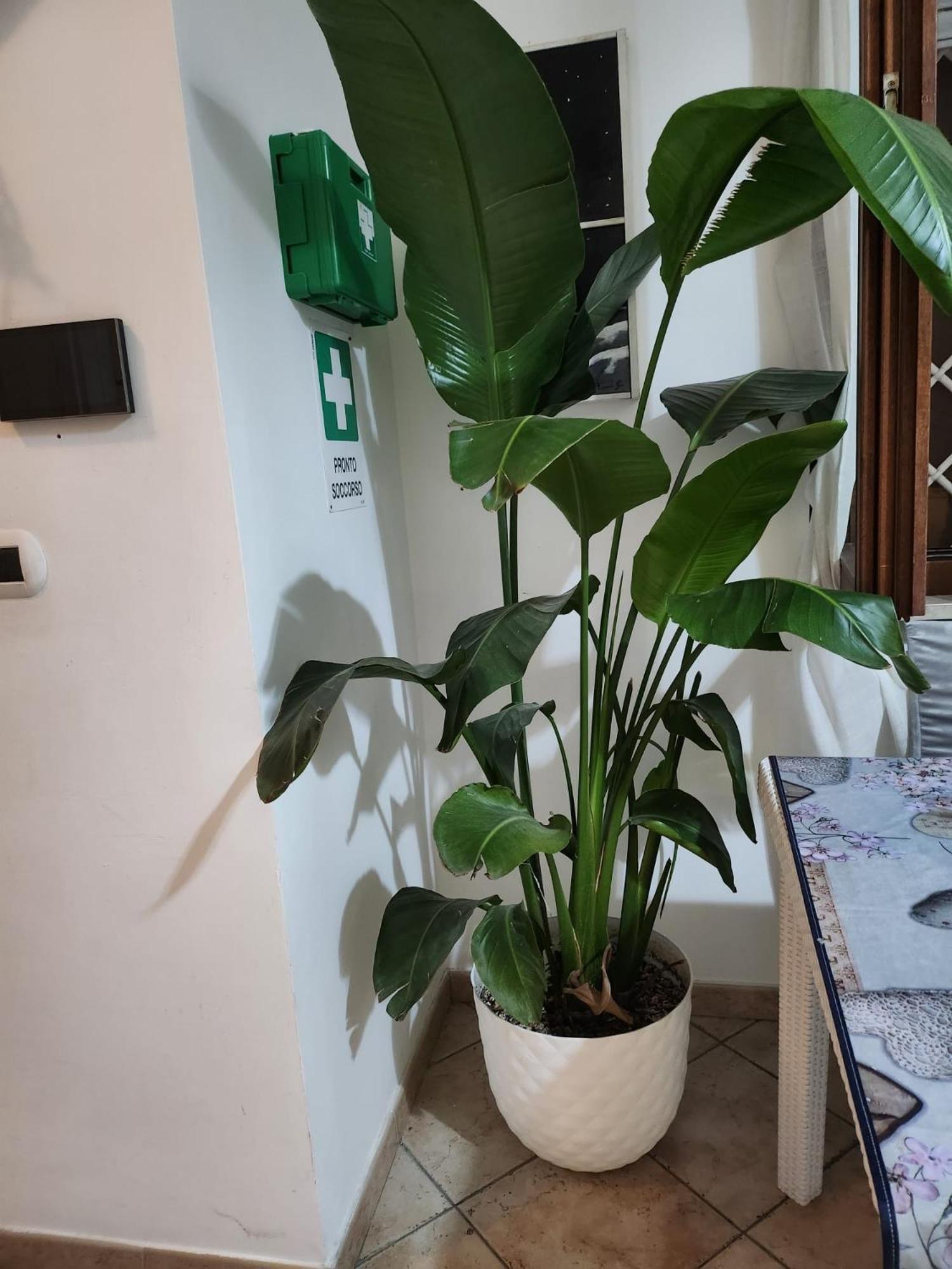 Emotions Bed and Breakfast Φιουμιτσίνο Εξωτερικό φωτογραφία